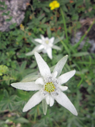 花のアルベルギ渓谷_f0234936_6444828.jpg