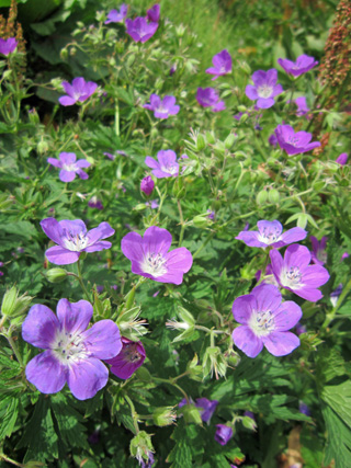 花のアルベルギ渓谷_f0234936_6472792.jpg