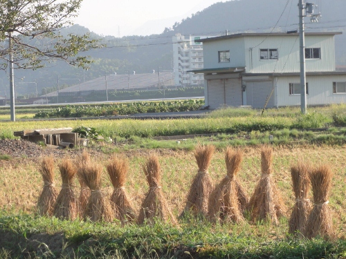 2011年9月23日（金）　実りの秋_a0216142_2323983.jpg