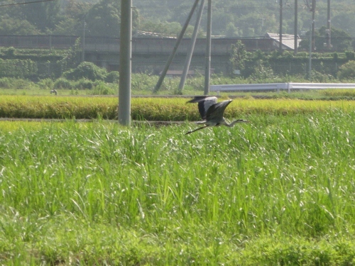 2011年9月23日（金）　実りの秋_a0216142_23241242.jpg