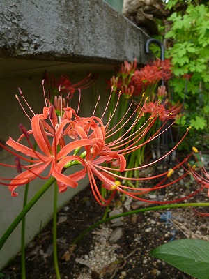 c0035843_16451522.jpg