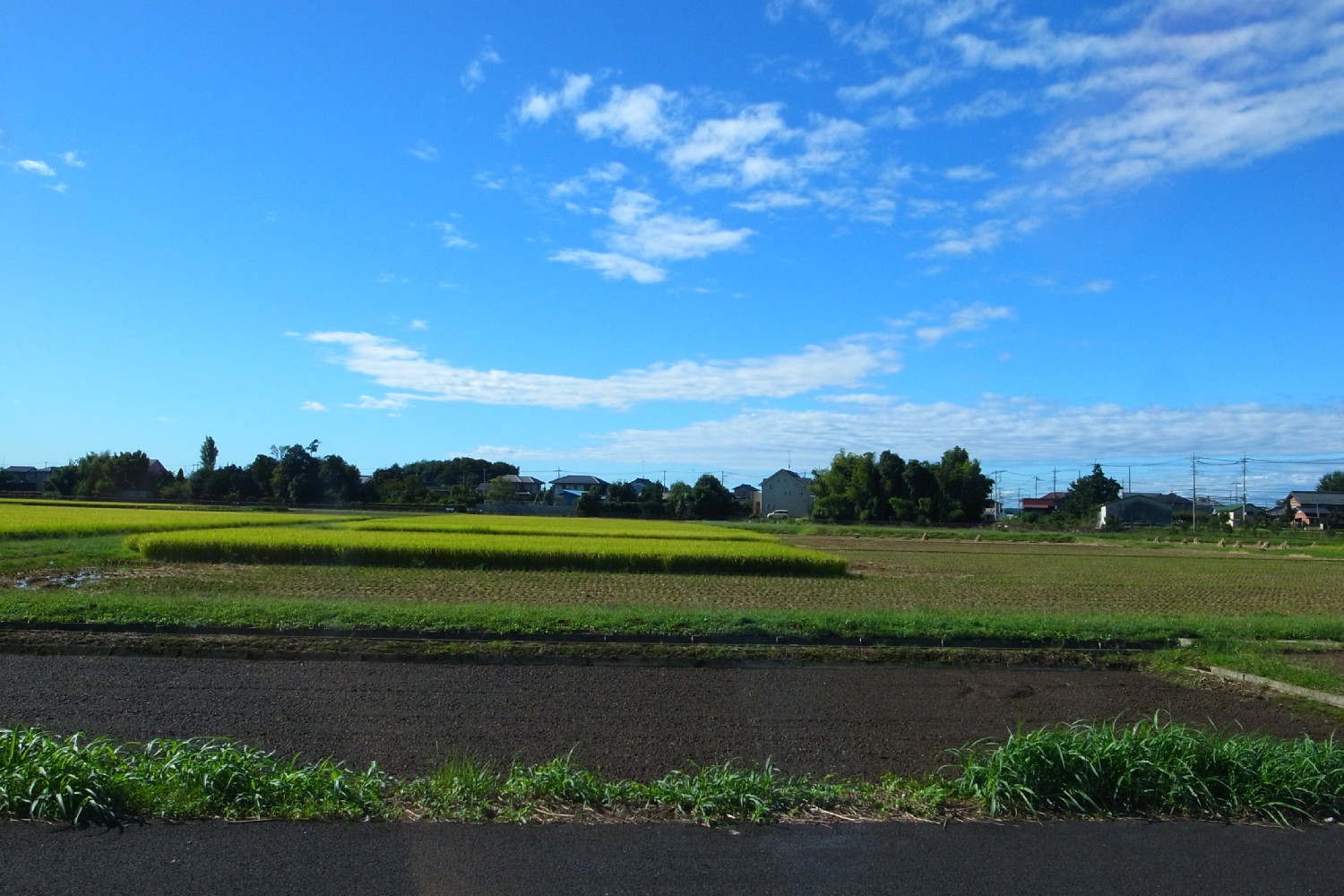 September 23, 2011　秋の空と稲穂_e0009147_23564131.jpg