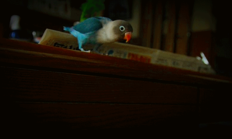 c0145250_2050348.gif