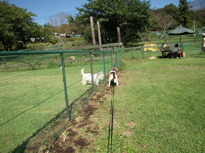 霧⇒清里⇒朝霧（このうしろすがたは）_b0005652_22203620.jpg