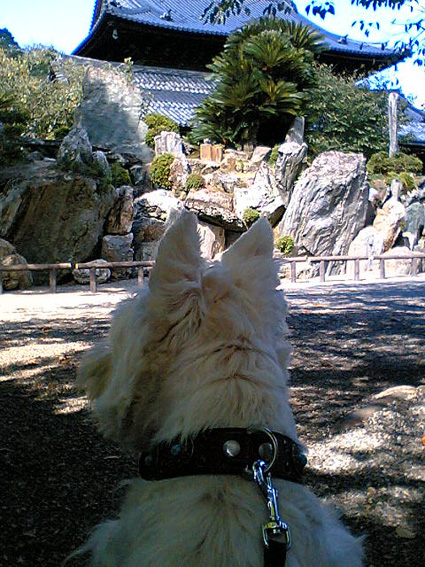 やっぱりワイルド犬_b0107163_2353010.jpg