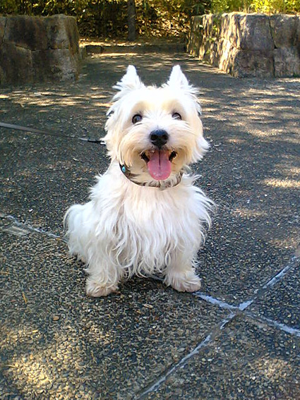 やっぱりワイルド犬_b0107163_2355889.jpg