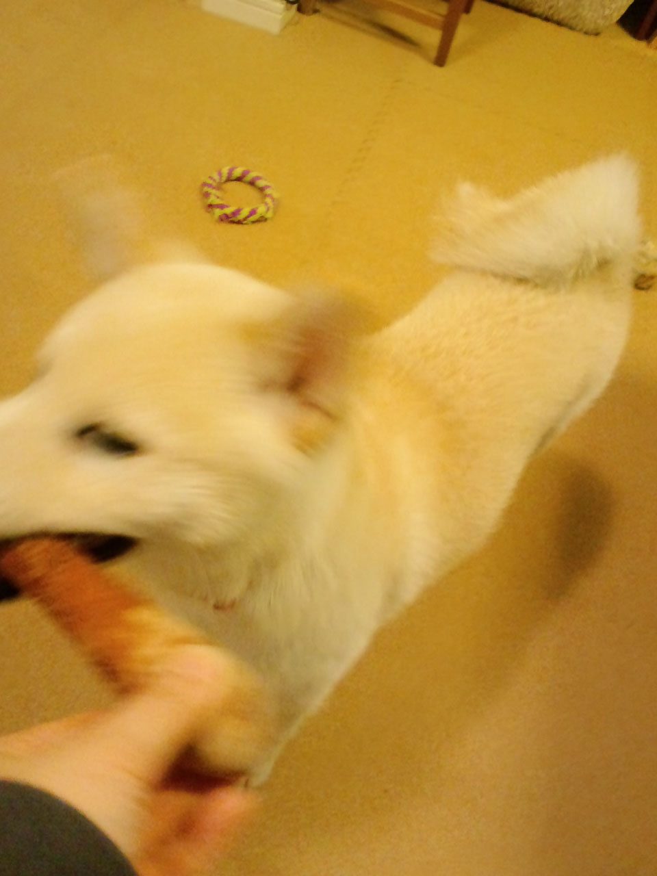 今日も ぱんまつり 今日も ぱんまつり