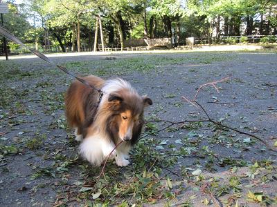 台風一過　爽やか三連休だけど・・・_a0157174_17482926.jpg