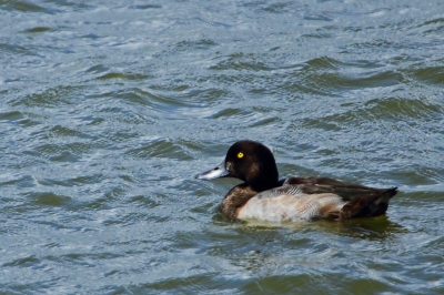 ★先週末の鳥類園(2011.9.17~18)+全域調査_e0046474_2101419.jpg