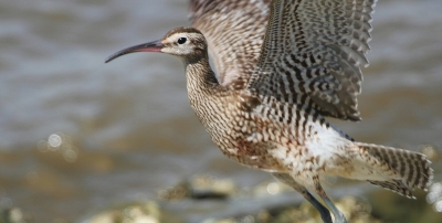 ★先週末の鳥類園(2011.9.17~18)+全域調査_e0046474_2123427.jpg
