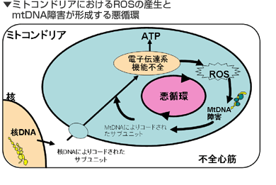 福島の子供たちに心臓病増加の危機! セシウムが影響! バズビー9/11_c0139575_635190.gif