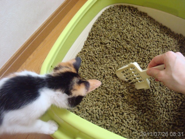 仔猫に安全な猫砂　ナッティキャット_a0135577_11132732.jpg