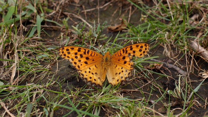 e0024081_21594278.jpg