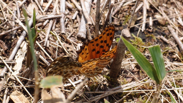 e0024081_22175949.jpg
