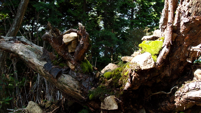 e0024081_228375.jpg