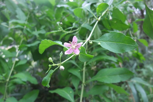 e0070891_1824518.jpg