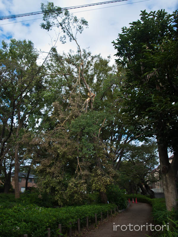 根川緑道　キセキレイ　　2011/09/23_d0146592_21491851.jpg