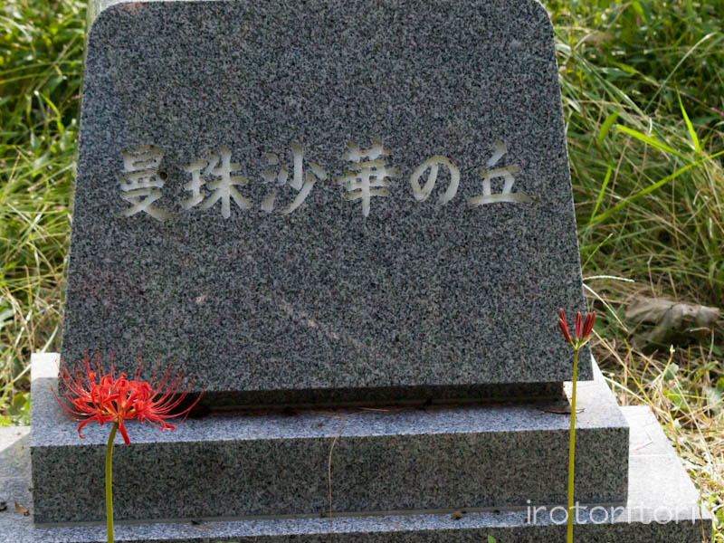 根川緑道　キセキレイ　　2011/09/23_d0146592_2150153.jpg