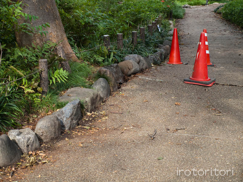 根川緑道　キセキレイ　　2011/09/23_d0146592_2150645.jpg