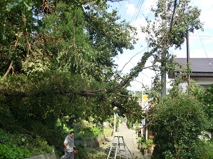 台風の爪痕_d0156797_1147377.jpg