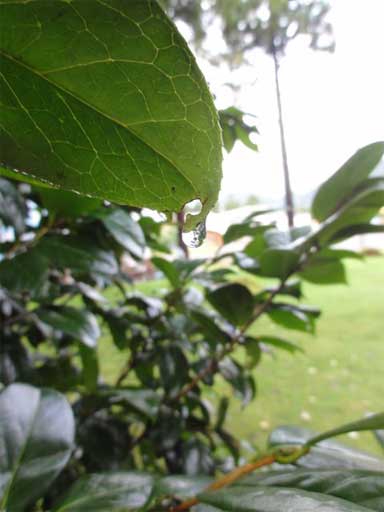 a0061599_754497.jpg