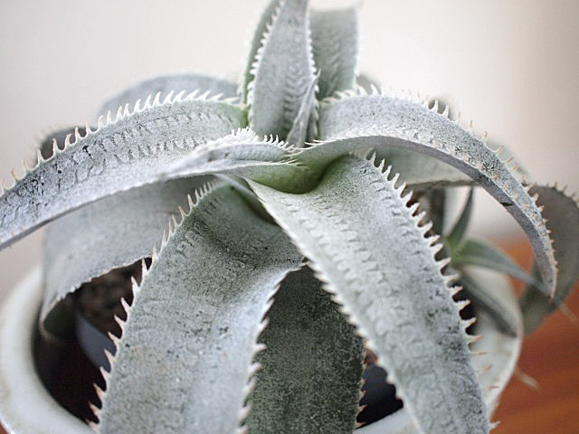 「NEPETHICA」- SPECIAL EXHIBITION \"DYCKIA marnier-lapostollei\"_f0010106_19335620.jpg