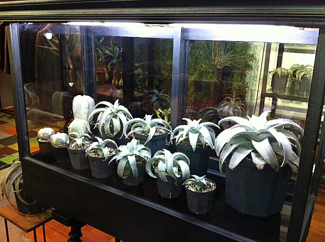 「NEPETHICA」- SPECIAL EXHIBITION \"DYCKIA marnier-lapostollei\"_f0010106_19483372.jpg