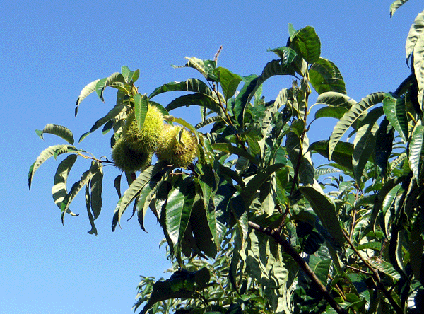 b0000209_21162573.gif