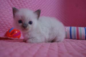 ラグドール 子猫 家族募集 _e0033609_19591942.jpg
