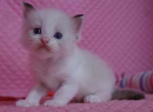 ラグドール 子猫 家族募集 _e0033609_19595743.jpg