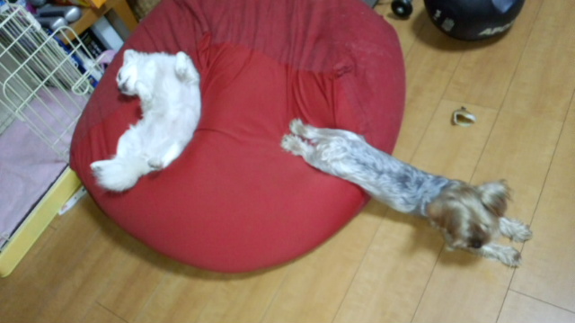 ふふふ~ん♪_f0085810_17455715.jpg