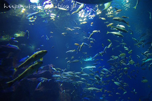 f0233410_1350083.jpg
