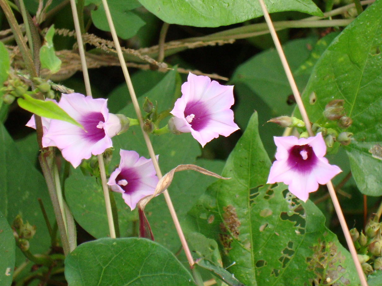 小さな花の帰化アサガオの仲間たち 椿壽菴だより