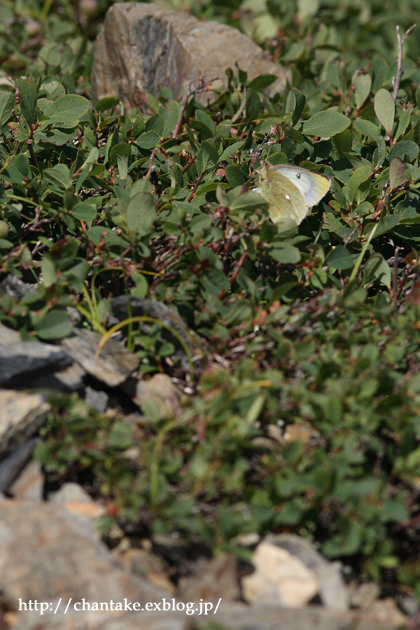 夏の思い出　～alpine butterfly 　ミヤマモンキチョウ～_c0189013_718269.jpg