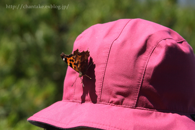 夏の思い出　～alpine butterfly 　ミヤマモンキチョウ～_c0189013_7273872.jpg