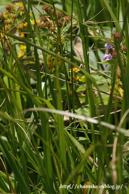 夏の思い出　～alpine butterfly 　ミヤマモンキチョウ～_c0189013_773654.jpg