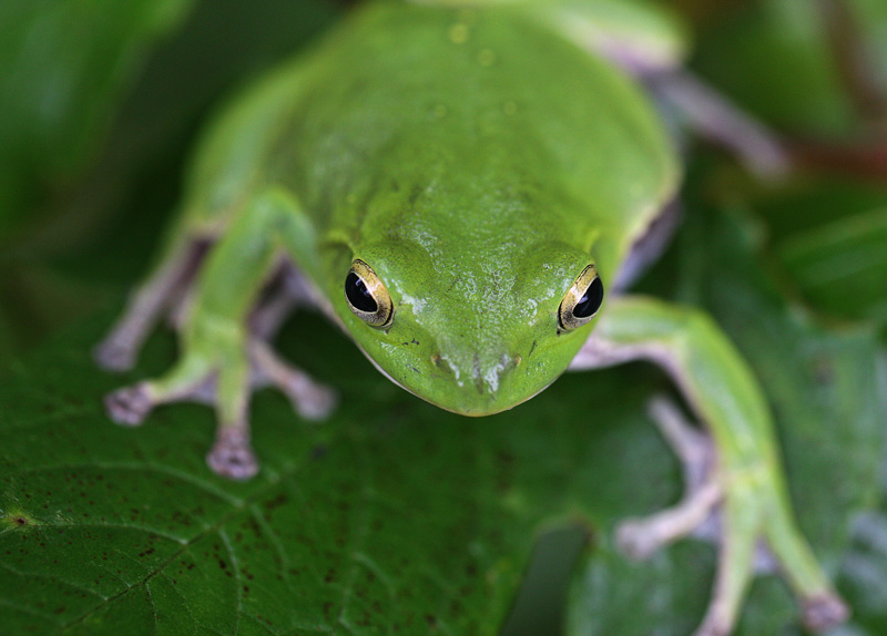 シュレーゲルアオガエル Rhacophorus schlegelii_f0161823_674216.jpg