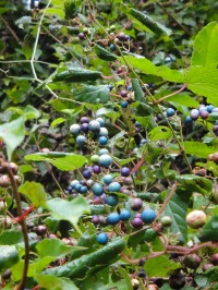 c0189724_20352678.jpg