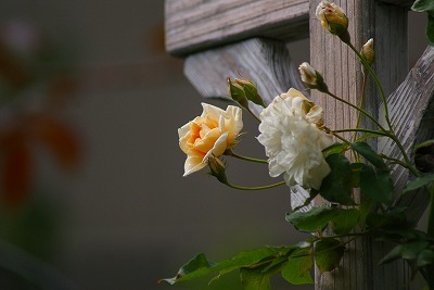 f0170524_1629370.jpg