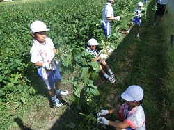 北新庄小学校の子供たちと枝豆の収穫をしました☆_e0061225_1611317.jpg