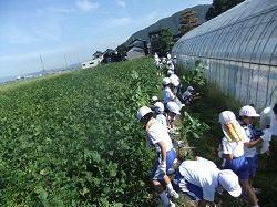 北新庄小学校の子供たちと枝豆の収穫をしました☆_e0061225_16143898.jpg