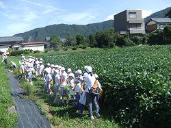 北新庄小学校の子供たちと枝豆の収穫をしました☆_e0061225_16235169.jpg