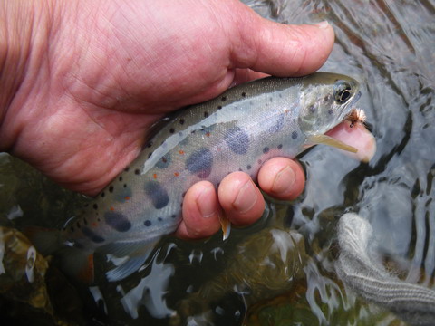c0202727_21452111.jpg
