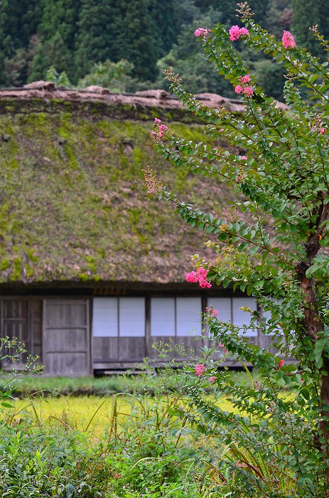 白川郷（晴れた日次の日にリベンジ）_c0050853_20121062.jpg