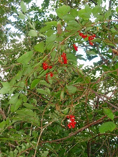 e0004756_2123046.jpg