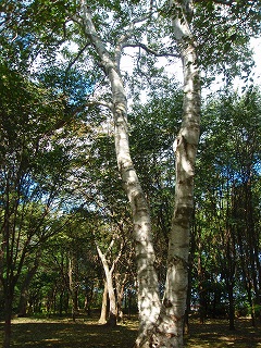 e0004756_2183772.jpg