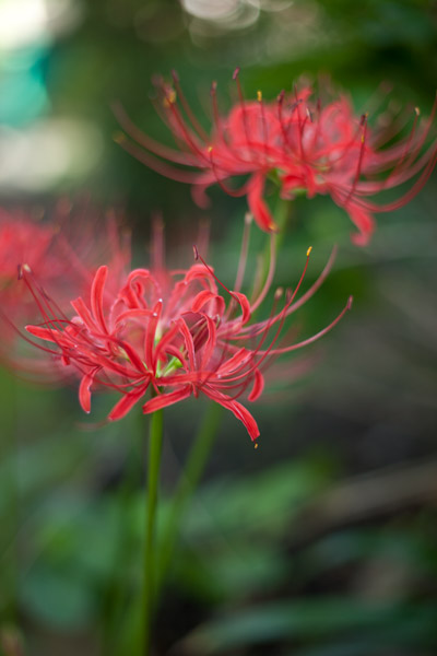 2011/09/24 実家に_b0171364_2365449.jpg