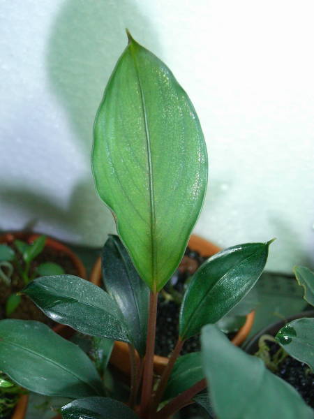 ブセファランドラ sp. モトレアナ : aqu@raceae ブセファランドラ sp. モトレアナ : aqu@raceae