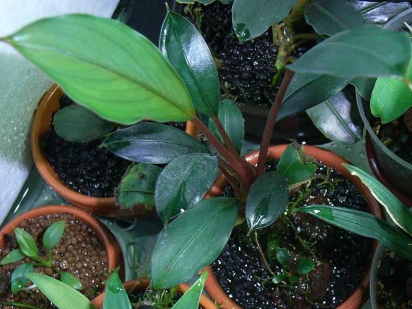 ブセファランドラ sp. モトレアナ : aqu@raceae ブセファランドラ sp. モトレアナ : aqu@raceae