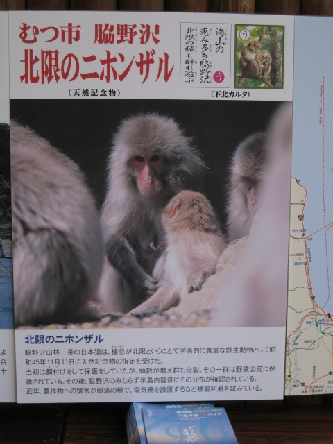 下北半島in上野動物園──北限のサル上京物語_a0188771_22372250.jpg